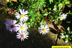 028.2024-10-27-A-Poole-Garden-in-Late-Autumn.-28-