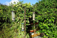 029.2024-10-27-A-Poole-Garden-in-Late-Autumn.-29-