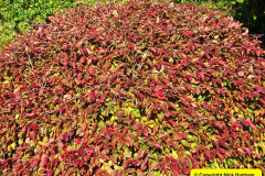 031.2024-10-27-A-Poole-Garden-in-Late-Autumn.-31-