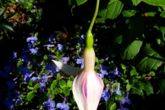 034.2024-10-27-A-Poole-Garden-in-Late-Autumn.-34-