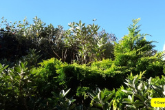 037.2024-10-27-A-Poole-Garden-in-Late-Autumn.-37-