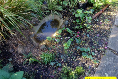 043.2024-10-27-A-Poole-Garden-in-Late-Autumn.-43-