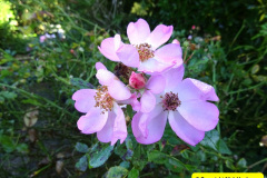 048.2024-10-27-A-Poole-Garden-in-Late-Autumn.-48-