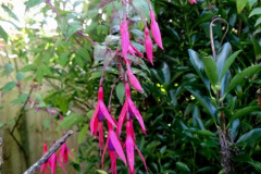 051.2024-10-27-A-Poole-Garden-in-Late-Autumn.-51-