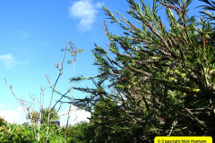 058.2024-10-27-A-Poole-Garden-in-Late-Autumn.-58-
