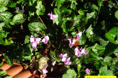 061.2024-10-27-A-Poole-Garden-in-Late-Autumn.-61-