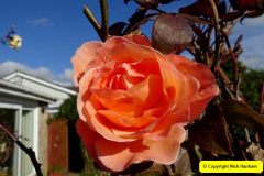 070.2024-10-27-A-Poole-Garden-in-Late-Autumn.-70-