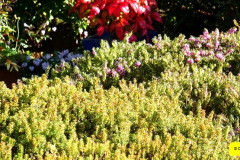 075.2024-10-27-A-Poole-Garden-in-Late-Autumn.-75-