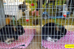 111.2024-09-07-Dorset-County-Show-Dorchester-Dorset.-111-