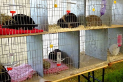 118.2024-09-07-Dorset-County-Show-Dorchester-Dorset.-118-