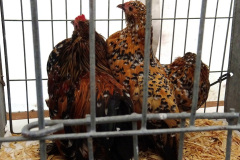 122.2024-09-07-Dorset-County-Show-Dorchester-Dorset.-122-