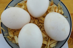 125.2024-09-07-Dorset-County-Show-Dorchester-Dorset.-125-