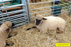 227.2024-09-07-Dorset-County-Show-Dorchester-Dorset.-227-