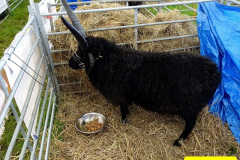 228.2024-09-07-Dorset-County-Show-Dorchester-Dorset.-228-