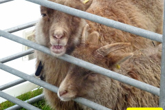 231.2024-09-07-Dorset-County-Show-Dorchester-Dorset.-231-