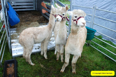 290.2024-09-07-Dorset-County-Show-Dorchester-Dorset.-290-