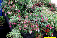 340.2024-09-07-Dorset-County-Show-Dorchester-Dorset.-340-