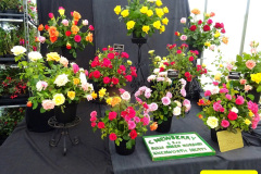 341.2024-09-07-Dorset-County-Show-Dorchester-Dorset.-341-