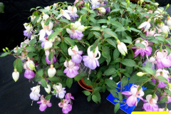 348.2024-09-07-Dorset-County-Show-Dorchester-Dorset.-348-