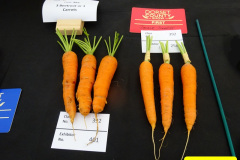 355.2024-09-07-Dorset-County-Show-Dorchester-Dorset.-355-